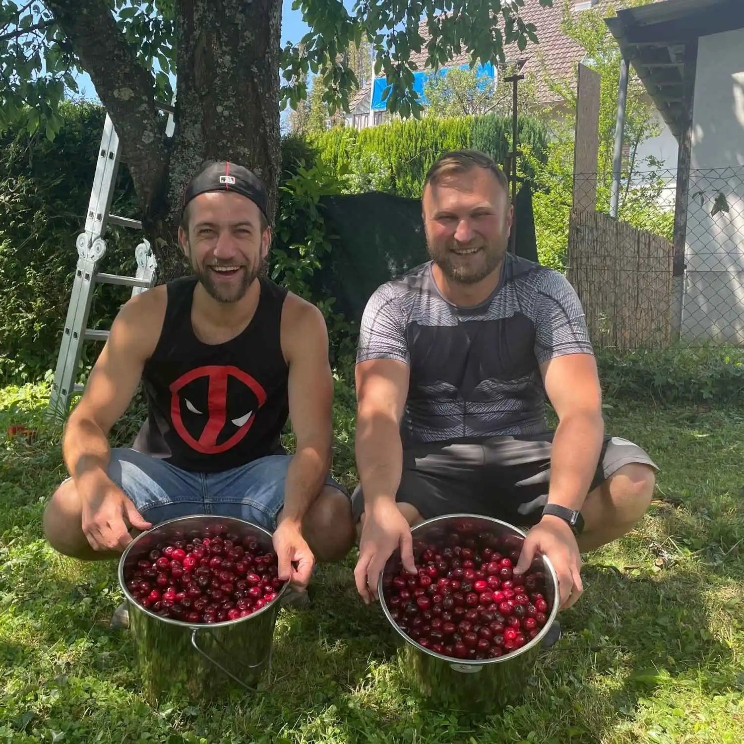 Die Inhaber Waldemar und Andreas bei der regionalen Kirschernte exklusiv für Joki Gin – frische rote Kirschen als Botanical für die limitierte Edition aus dem Odenwald