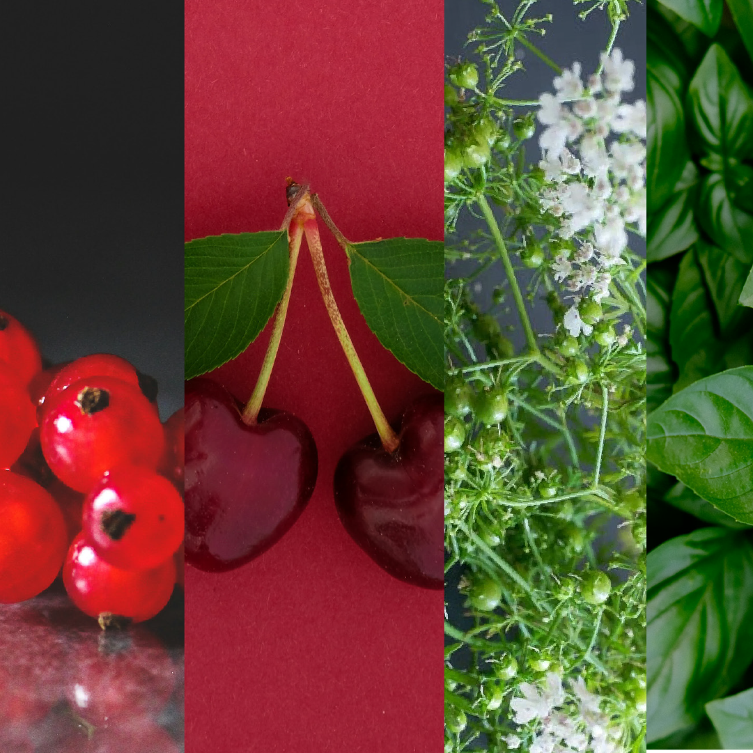 Botanicals von Joki Gin: Rote Johannisbeeren, Kirschen, Korianderblüten und frisches Basilikum – regionale Zutaten für Premium Gin - teils aus dem privaten Schwetzinger Garten der Inhaber